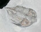 Baby Dalmanites Trilobite - New York #25915-3